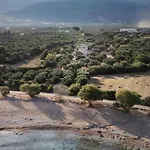 Olive Coast 基帕里夏